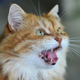 Image for article titled Study Finds Cats Only Meow When They Want To Alert Owner Of Neighbor’s Murder They Witnessed Through Window
